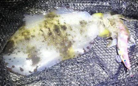 雨の中釣行、太刀魚、アオリイカ、コウイカ、…